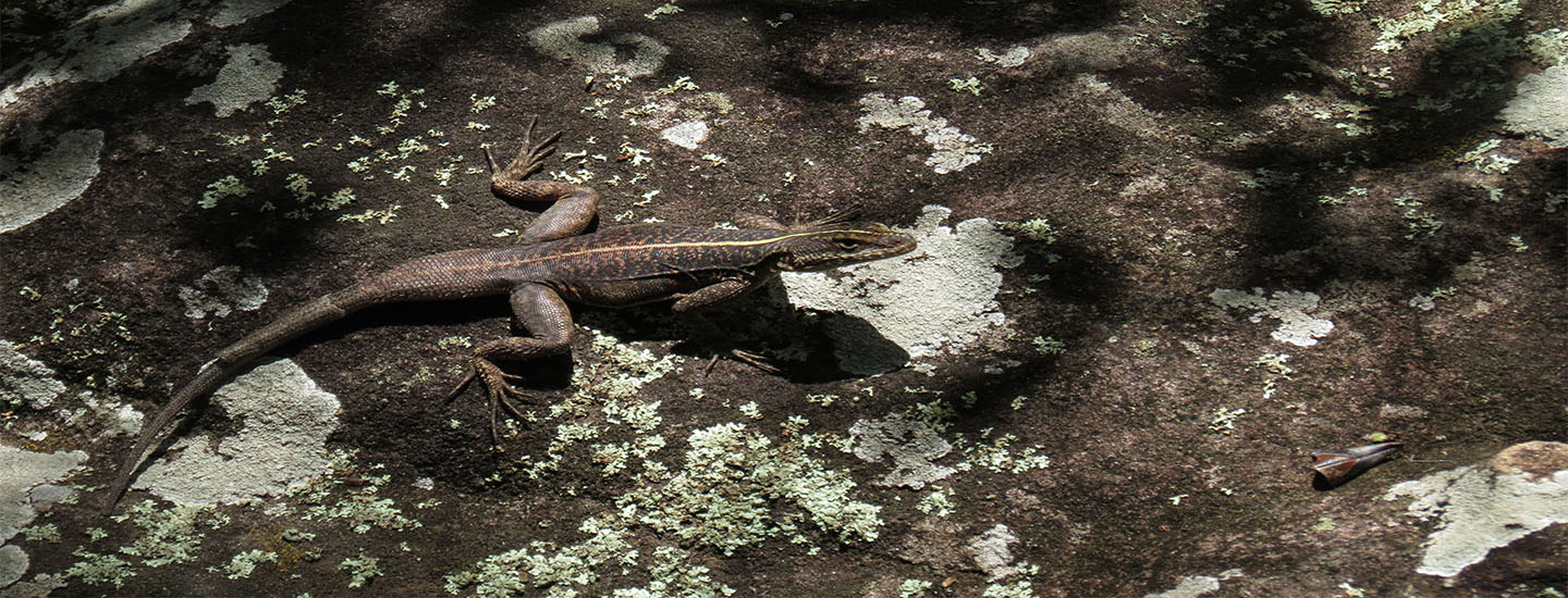 imagem lagarto 